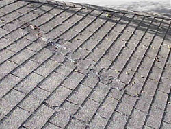 Tree damage to roof shingles - Guelph Home Inspector